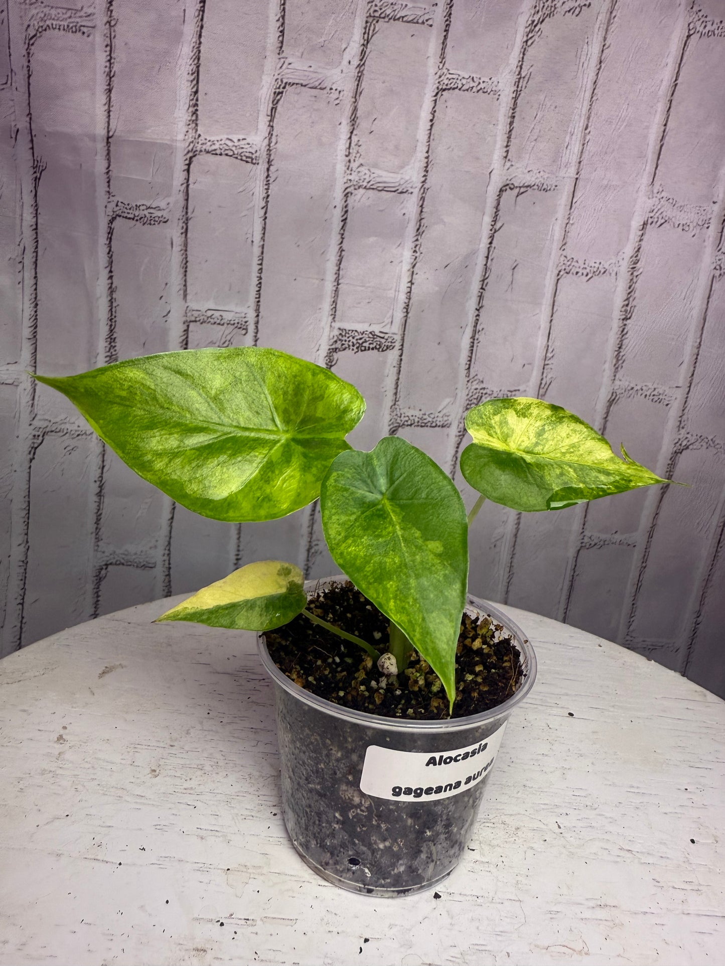 Alocasia gageana variegated (2in)