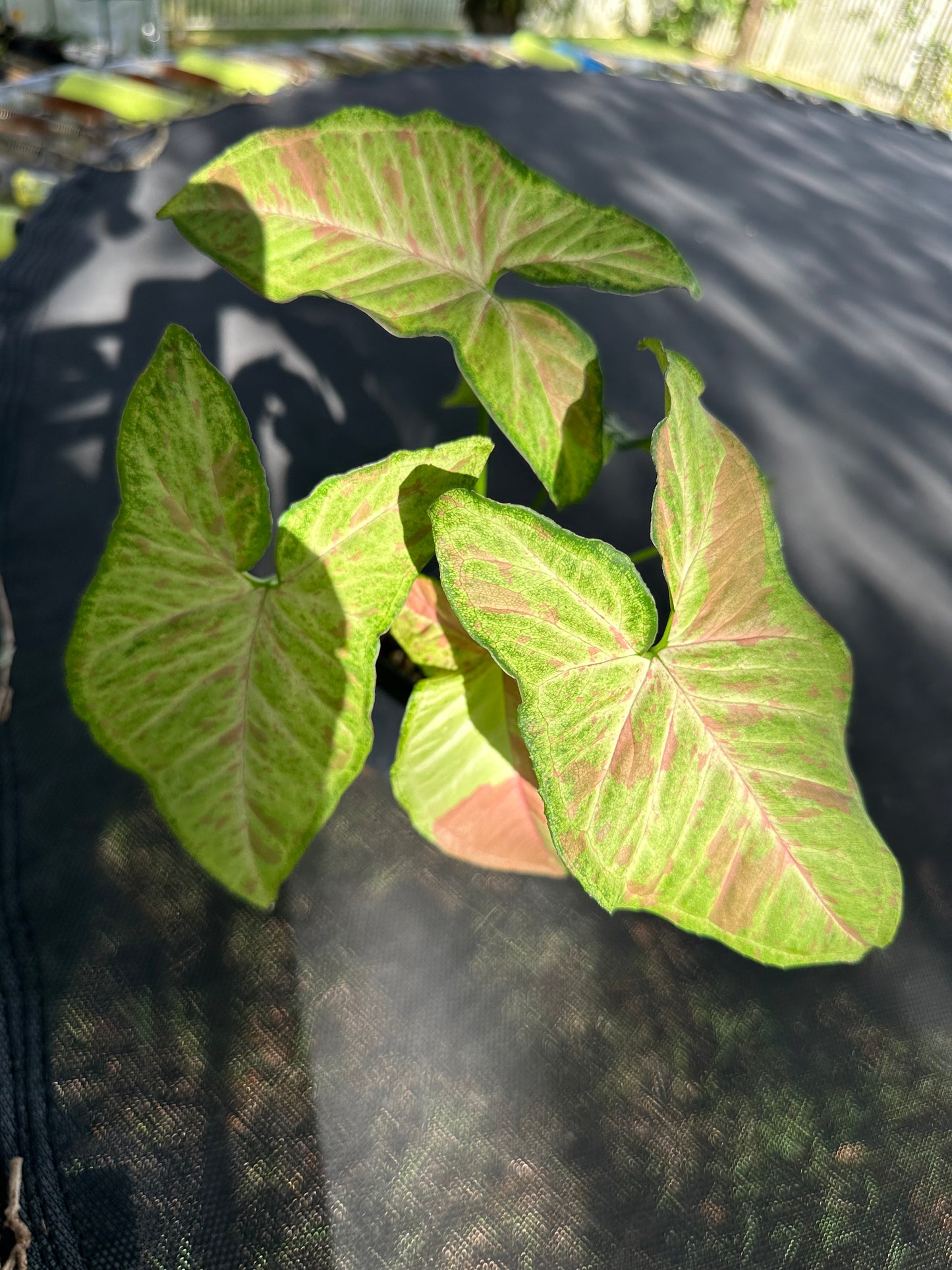Syngonium milk confetti