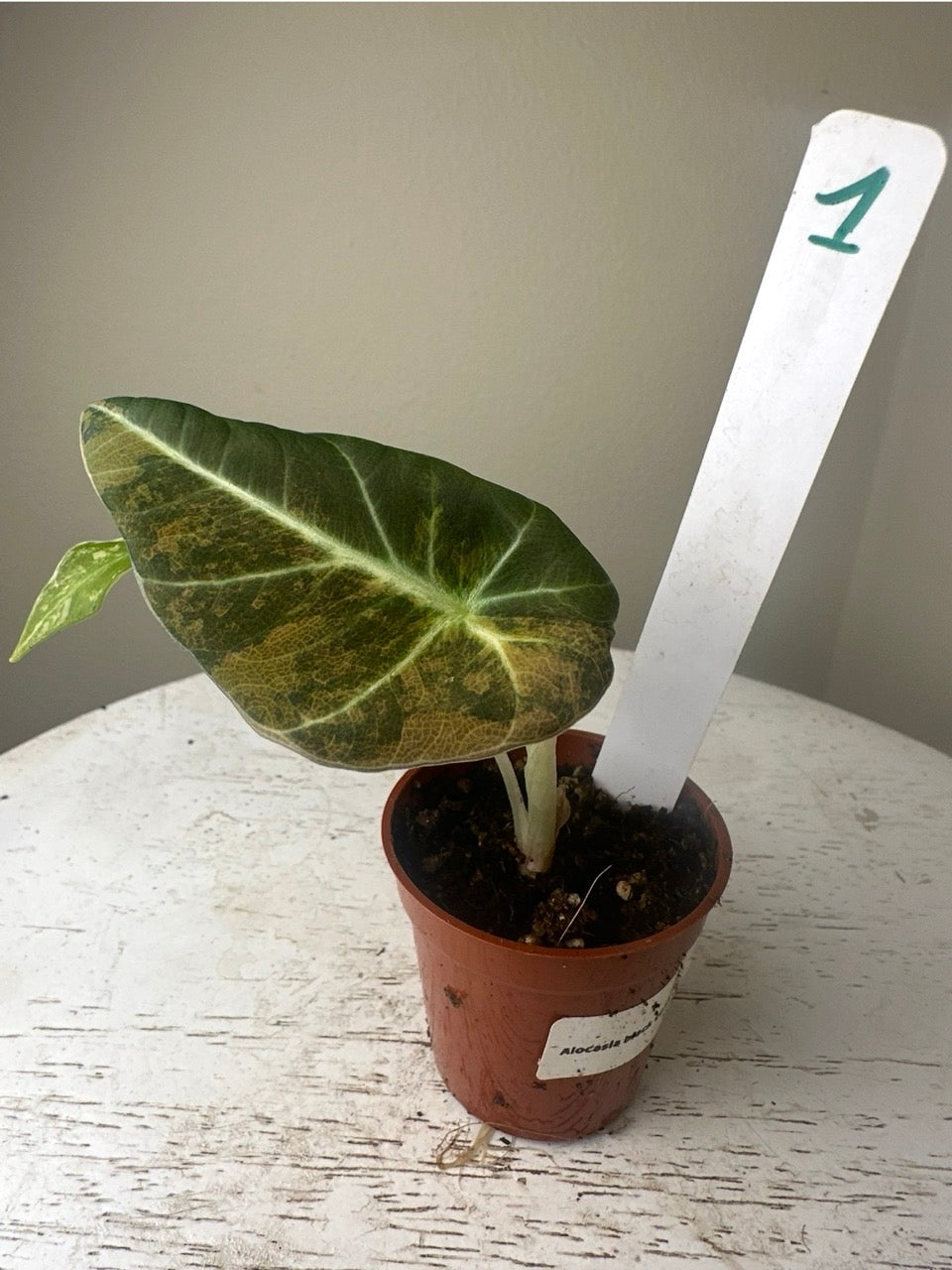 Alocasia black velvet gold (2in)