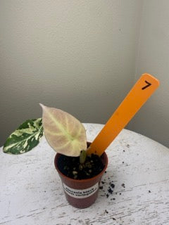 Alocasia black velvet pink variegated (2in)