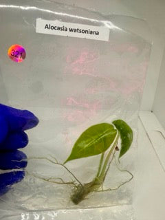 Alocasia watsoniana - 1 tissue culture