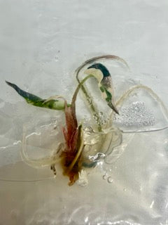Alocasia bambino variegated- 1 tissue culture