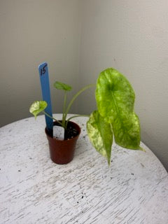 Alocasia heterophylla 'Dragon's Breath' aurea (2in)