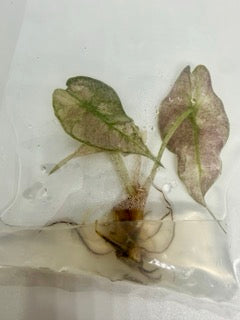 Alocasia amazonica variegated - tissue culture