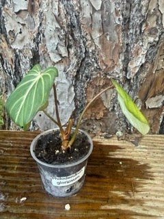 Philodendron gloriosum