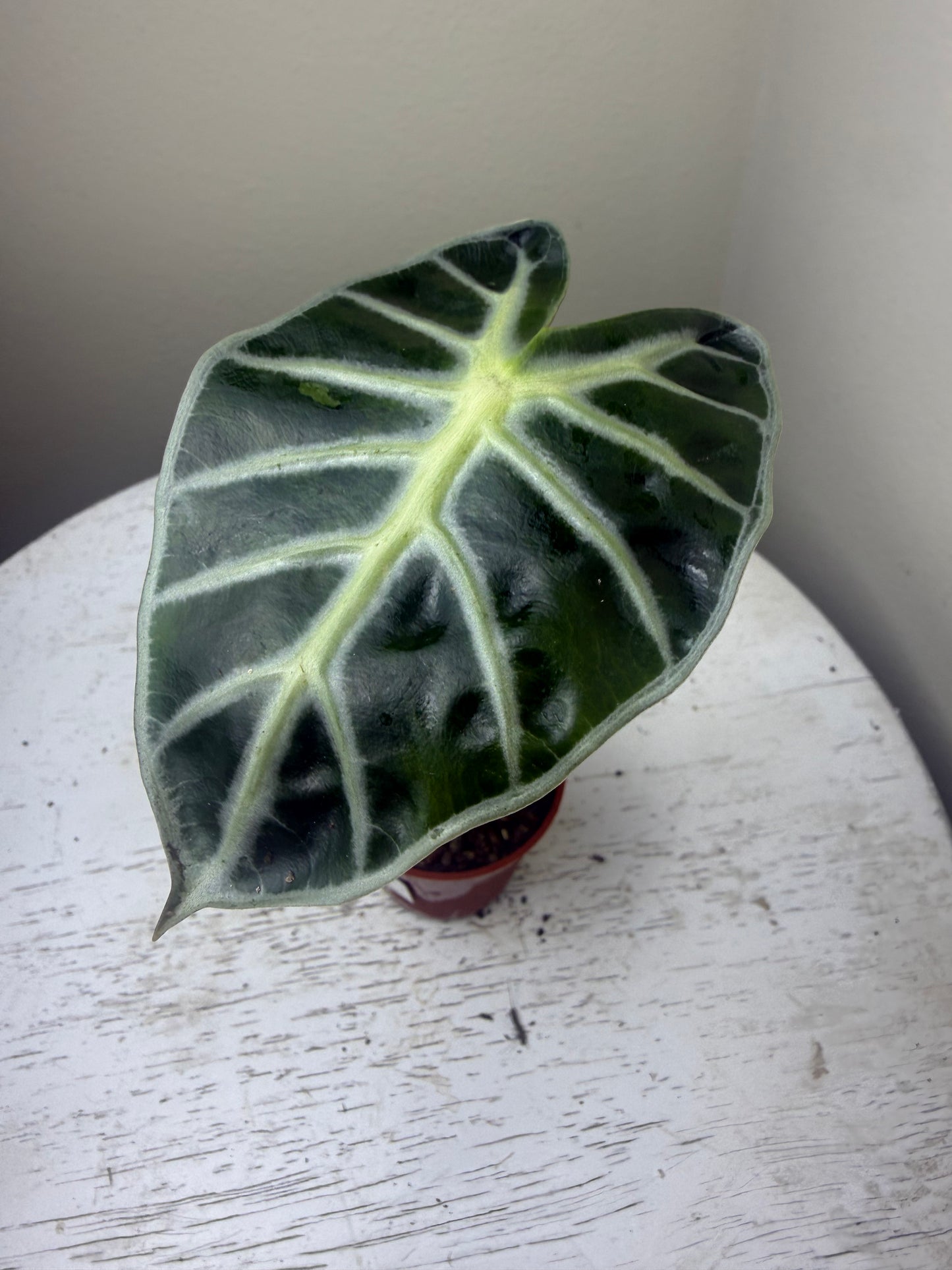 Alocasia heart balloon (2in)