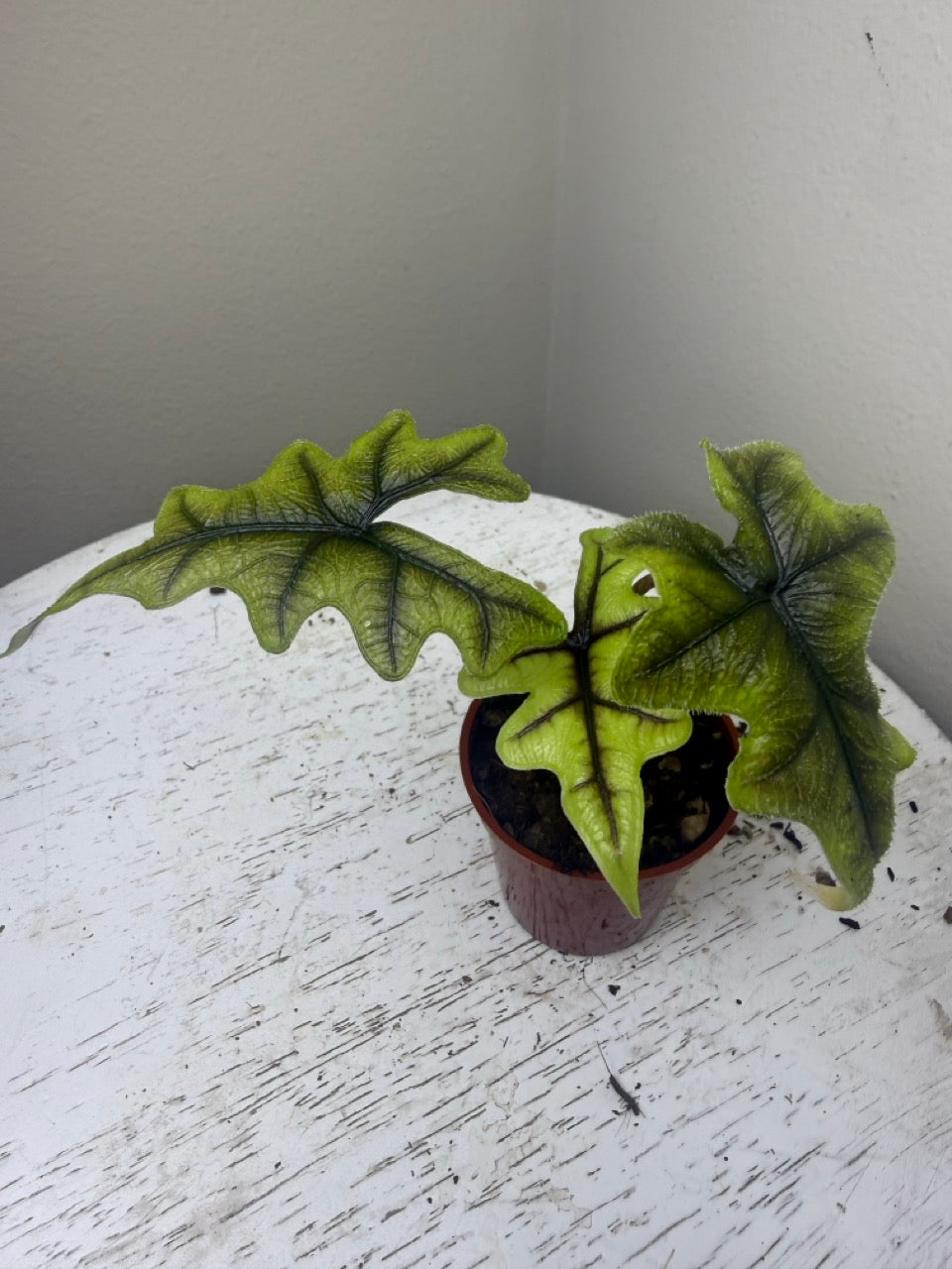 Alocasia jacklyn (2in)