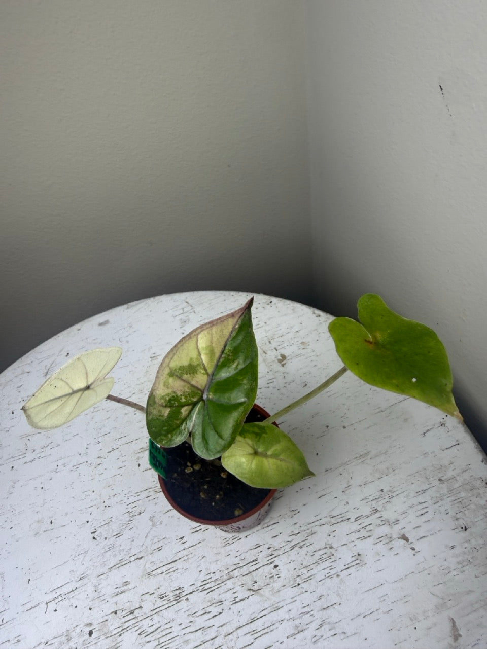 Alocasia yucatan princess variegated (2in)