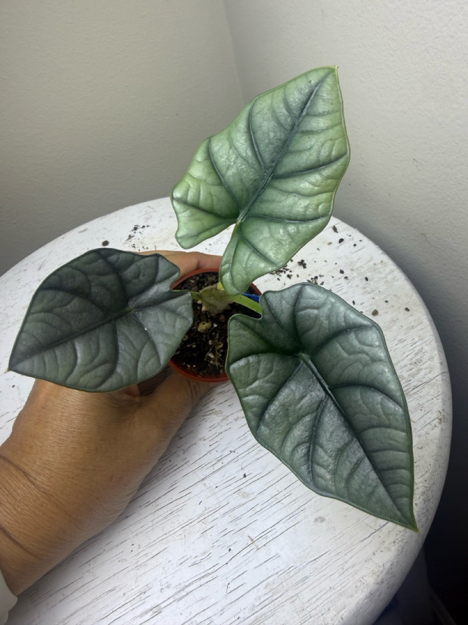 Alocasia regina (2in)