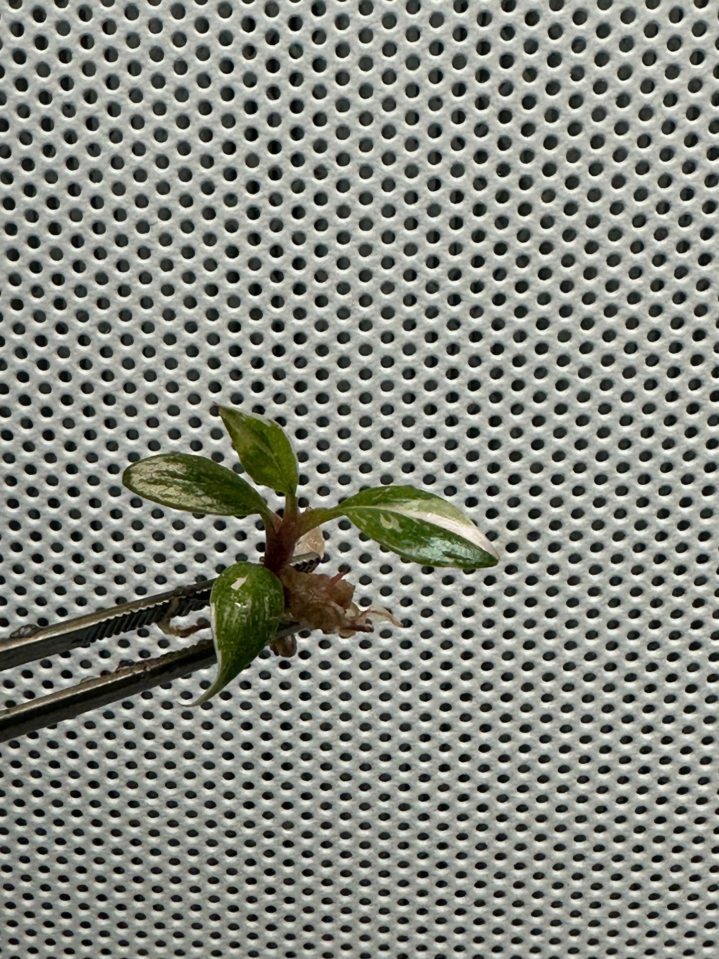 Philodendron red anderson marble - tissue culture plantlets