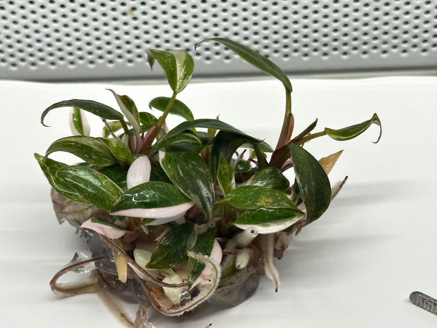 Philodendron red anderson marble - tissue culture plantlets