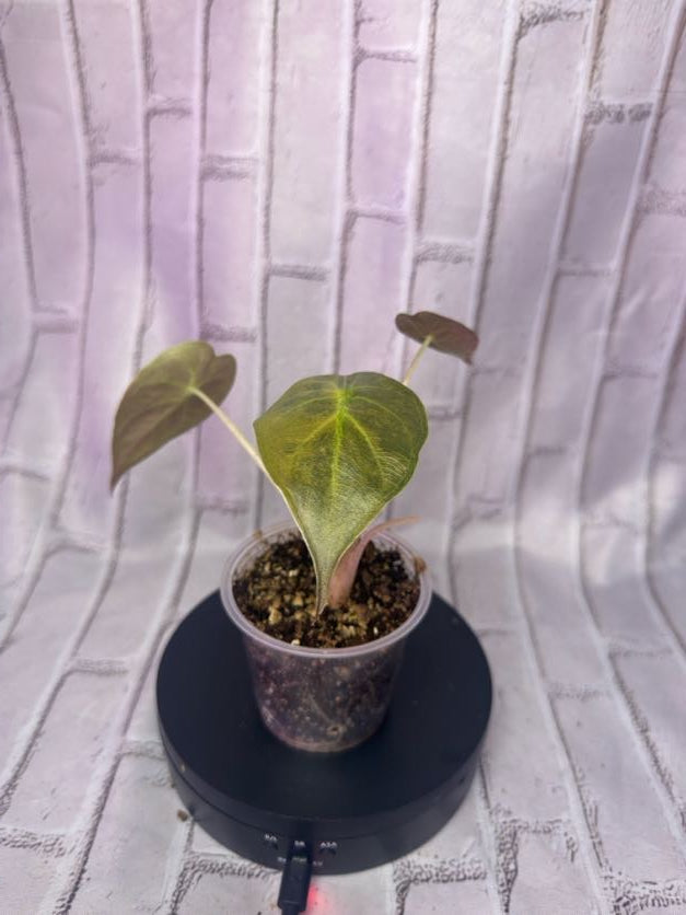 Alocasia wentii variegated (2.8IN)