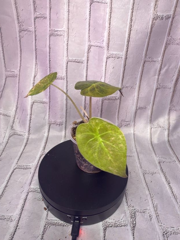 Alocasia wentii variegated (2.8IN)