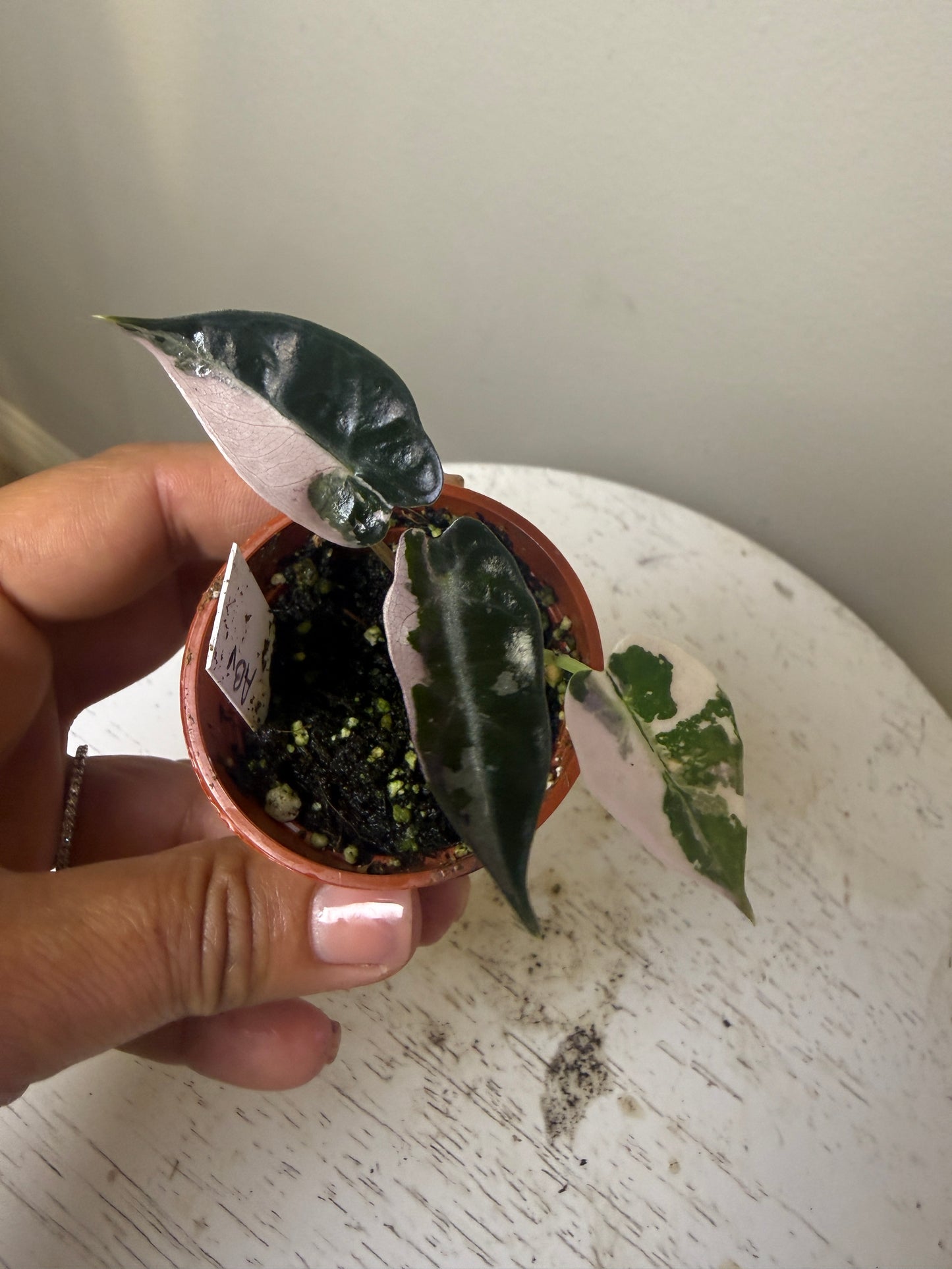 Alocasia bambino variegated (2 in)