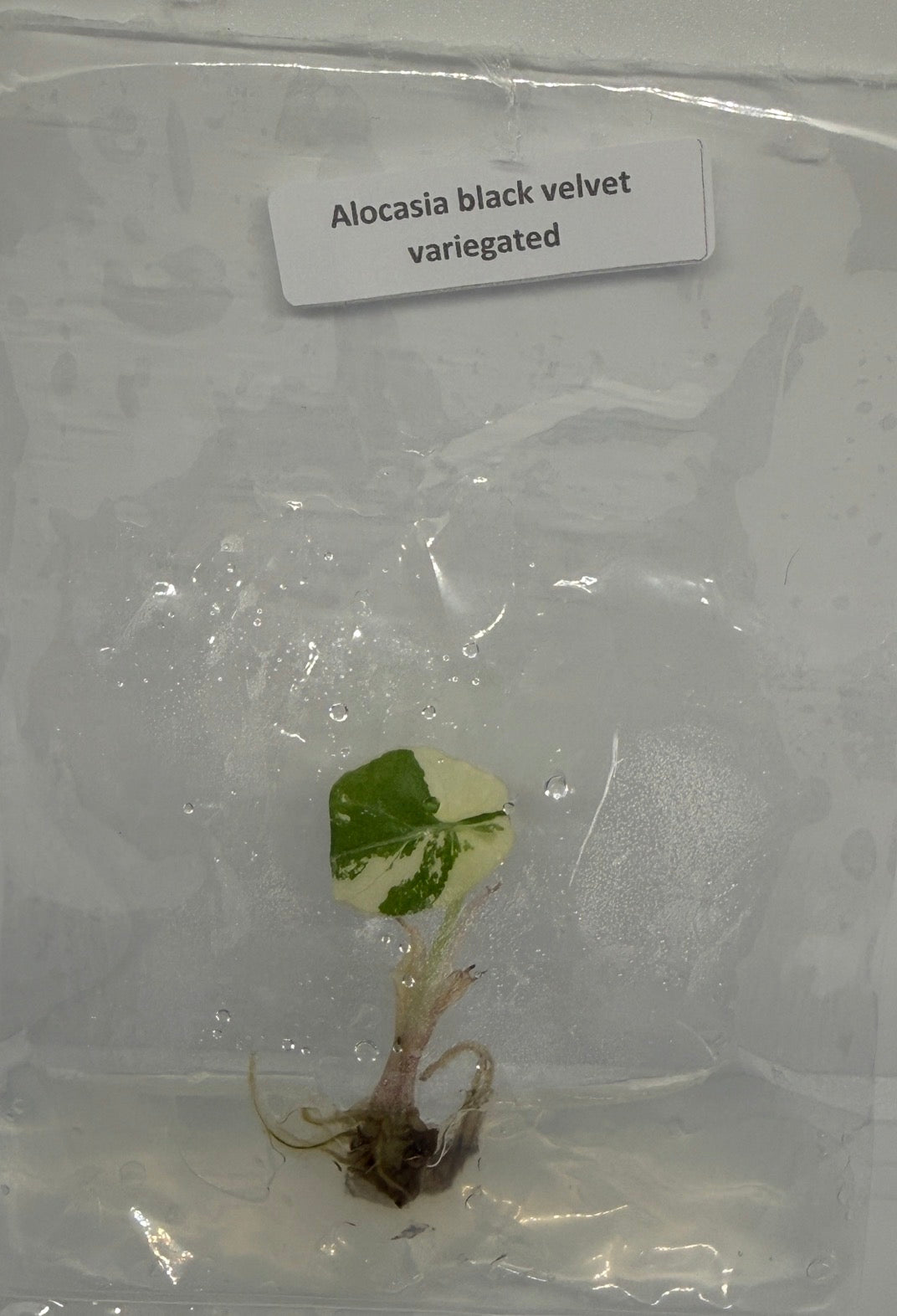 Alocasia black velvet variegated