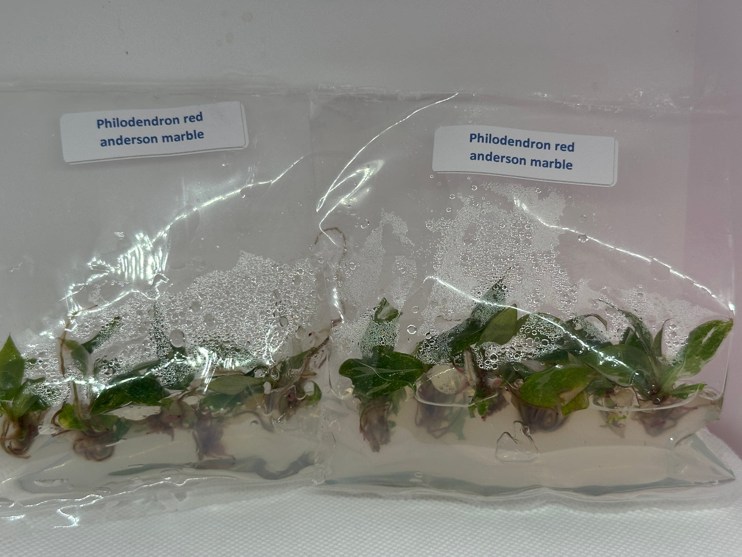 Philodendron red Anderson marble - 5 tissue culture plantlets