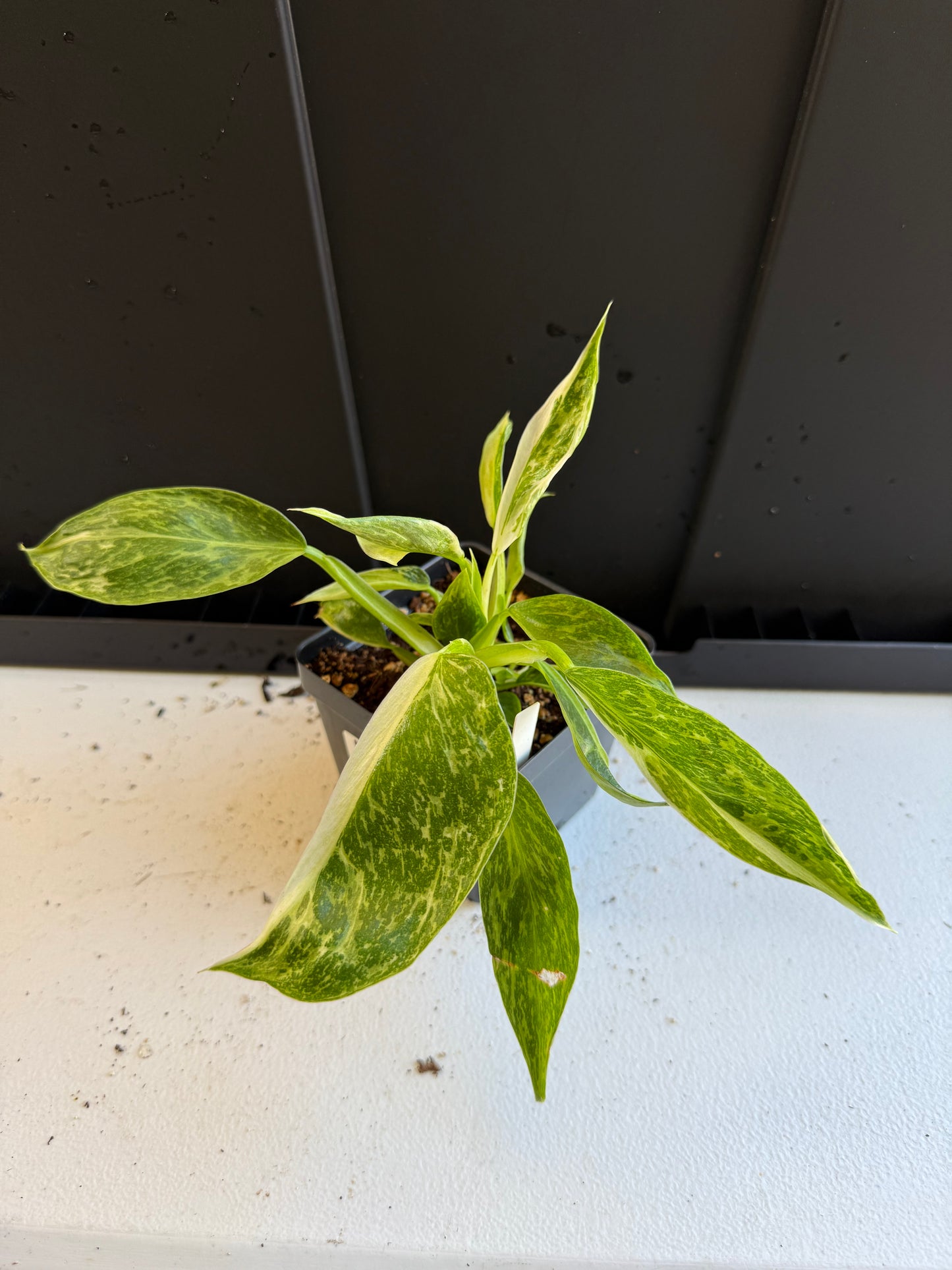 Philodendron Jose buono (4In)