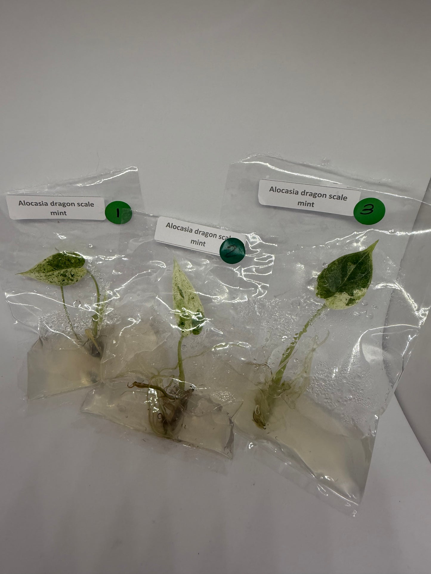 Alocasia dragon scale mint - tissue culture plantlets