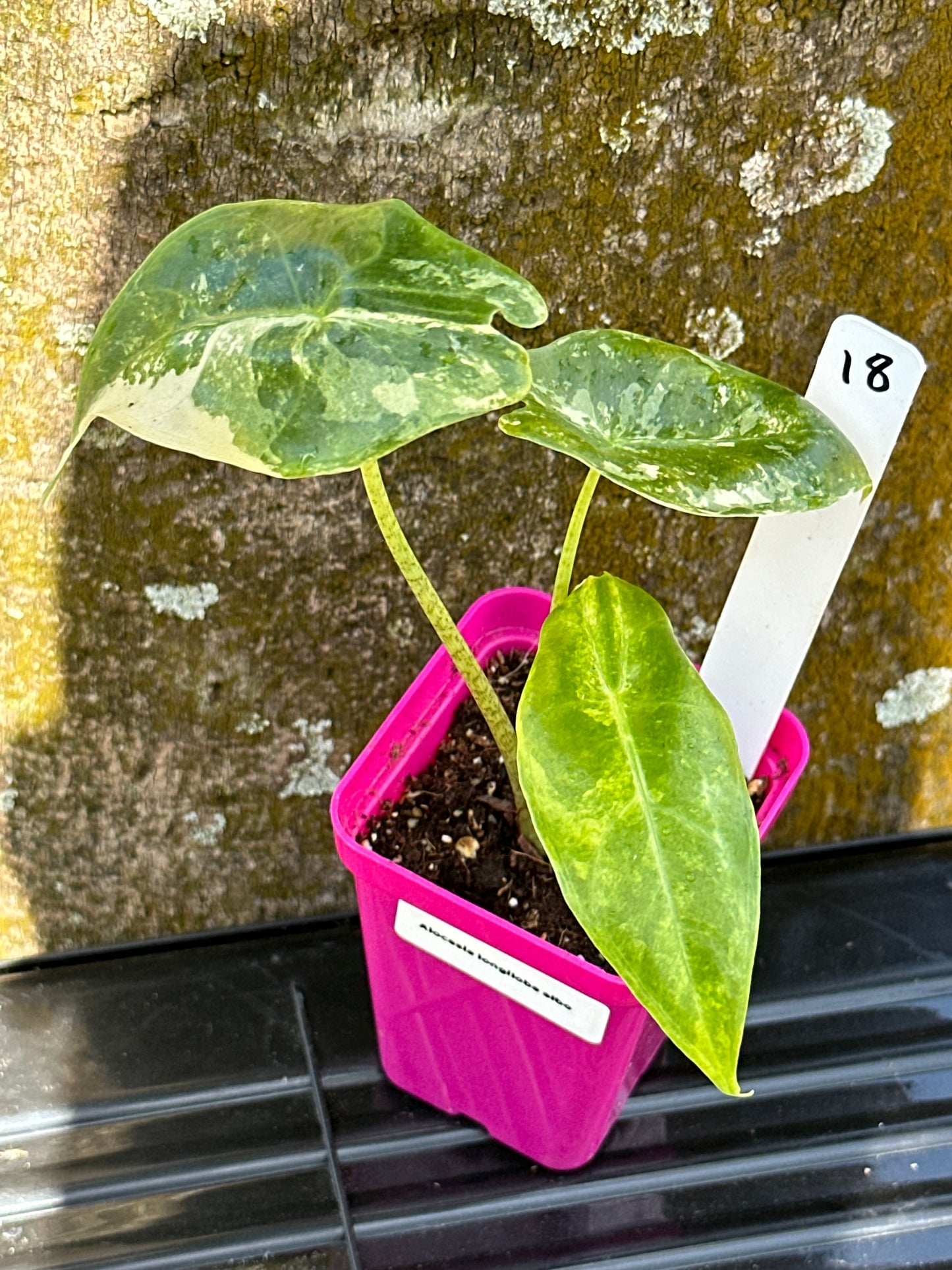 Alocasia longiloba albo (2in)