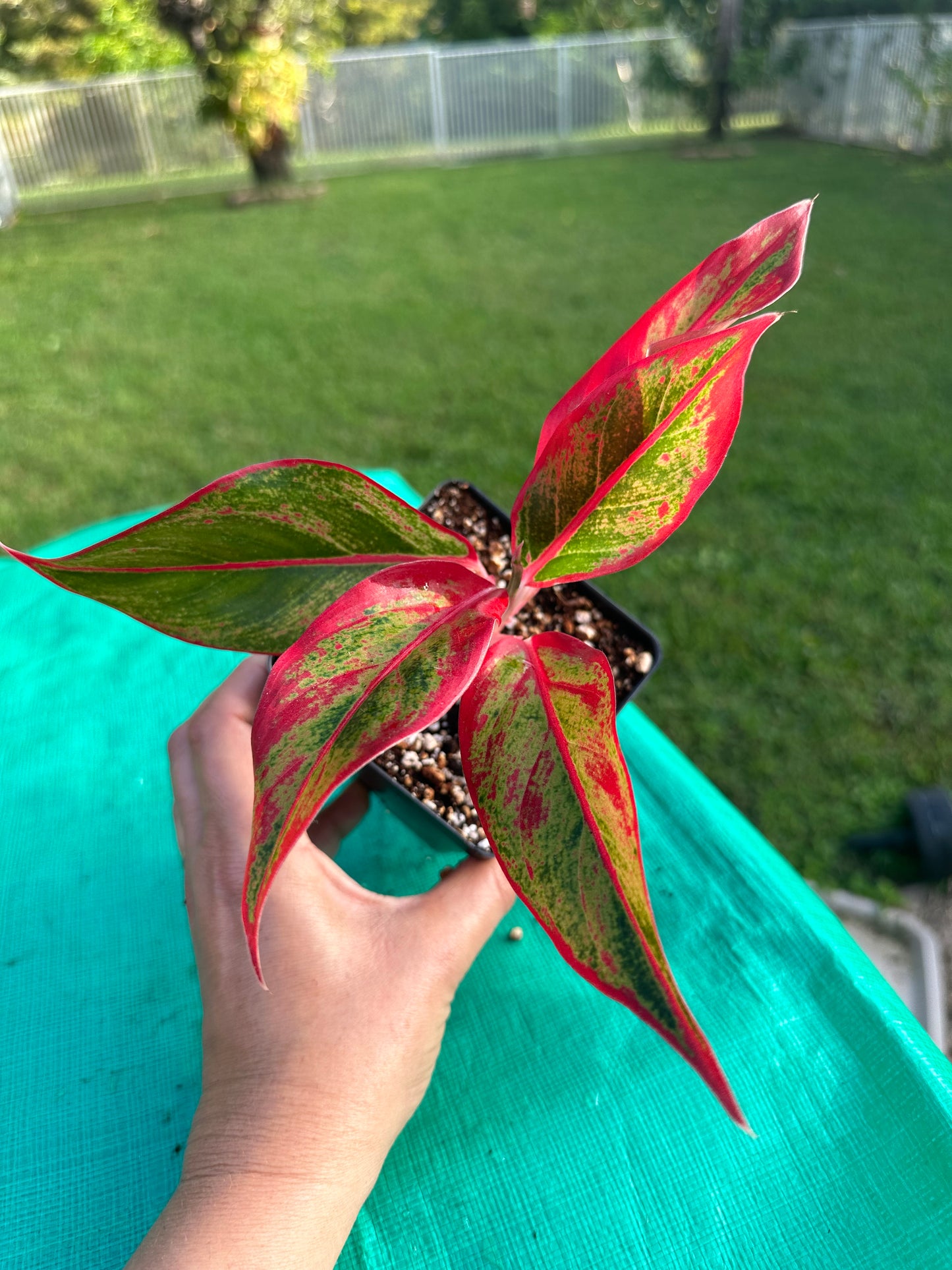 Aglaonema red Siam (4in)