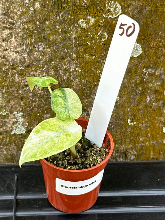 Alocasia mint