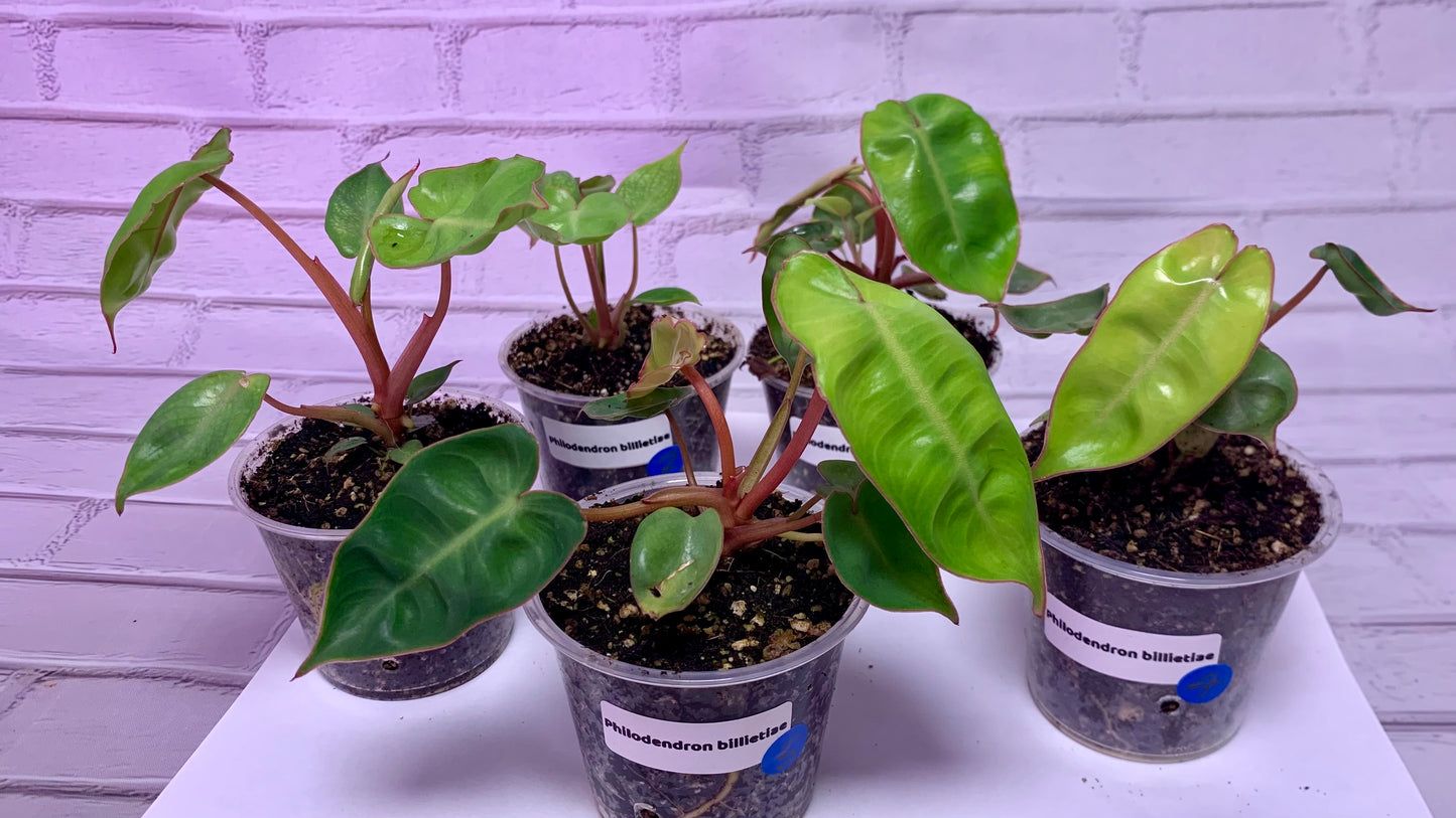 Philodendron billietiae (2in)