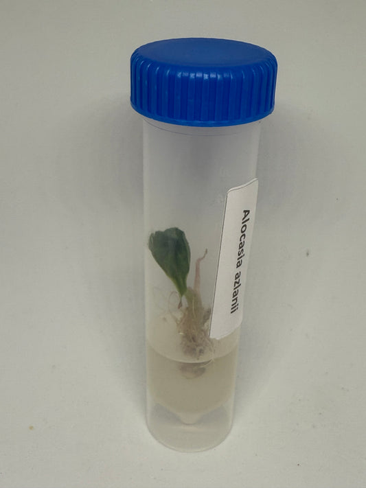Alocasia azlanii- 1 tissue culture plantlet