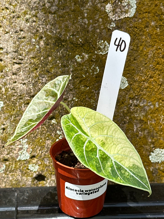 Alocasia watsoniana (2in)