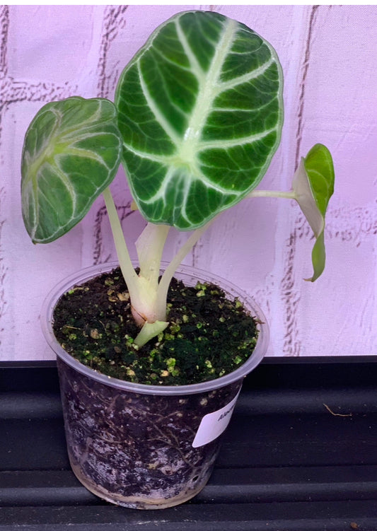 Alocasia Ninja