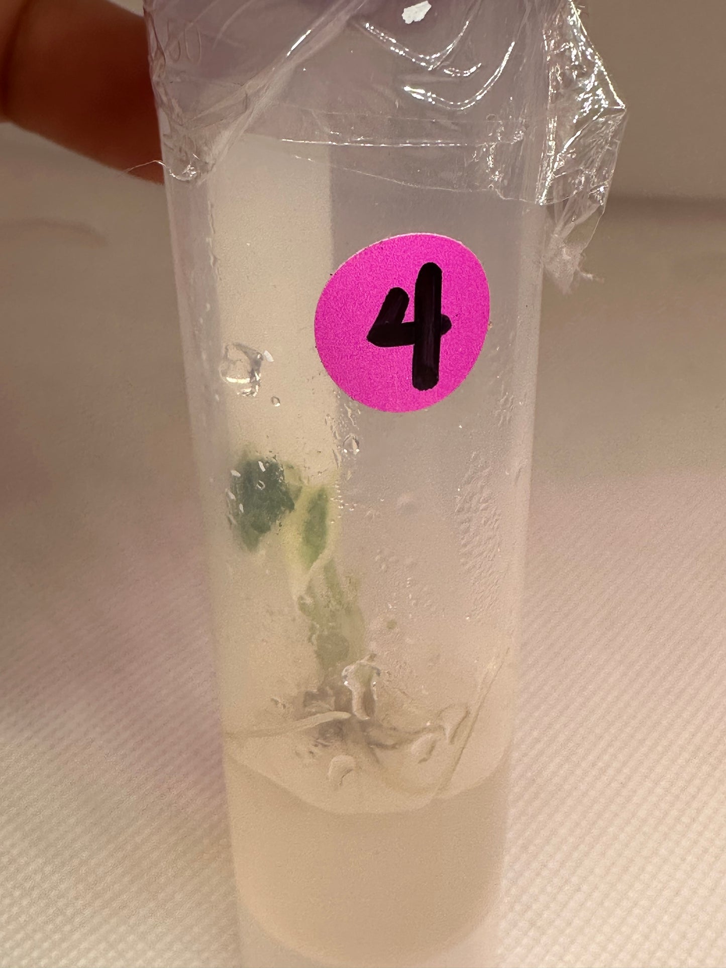 Alocasia ninja albo - 1 tissue culture plantlet