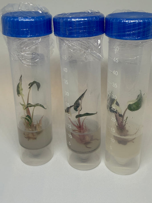 Alocasia bambino variegated- 1 tissue culture plantlet