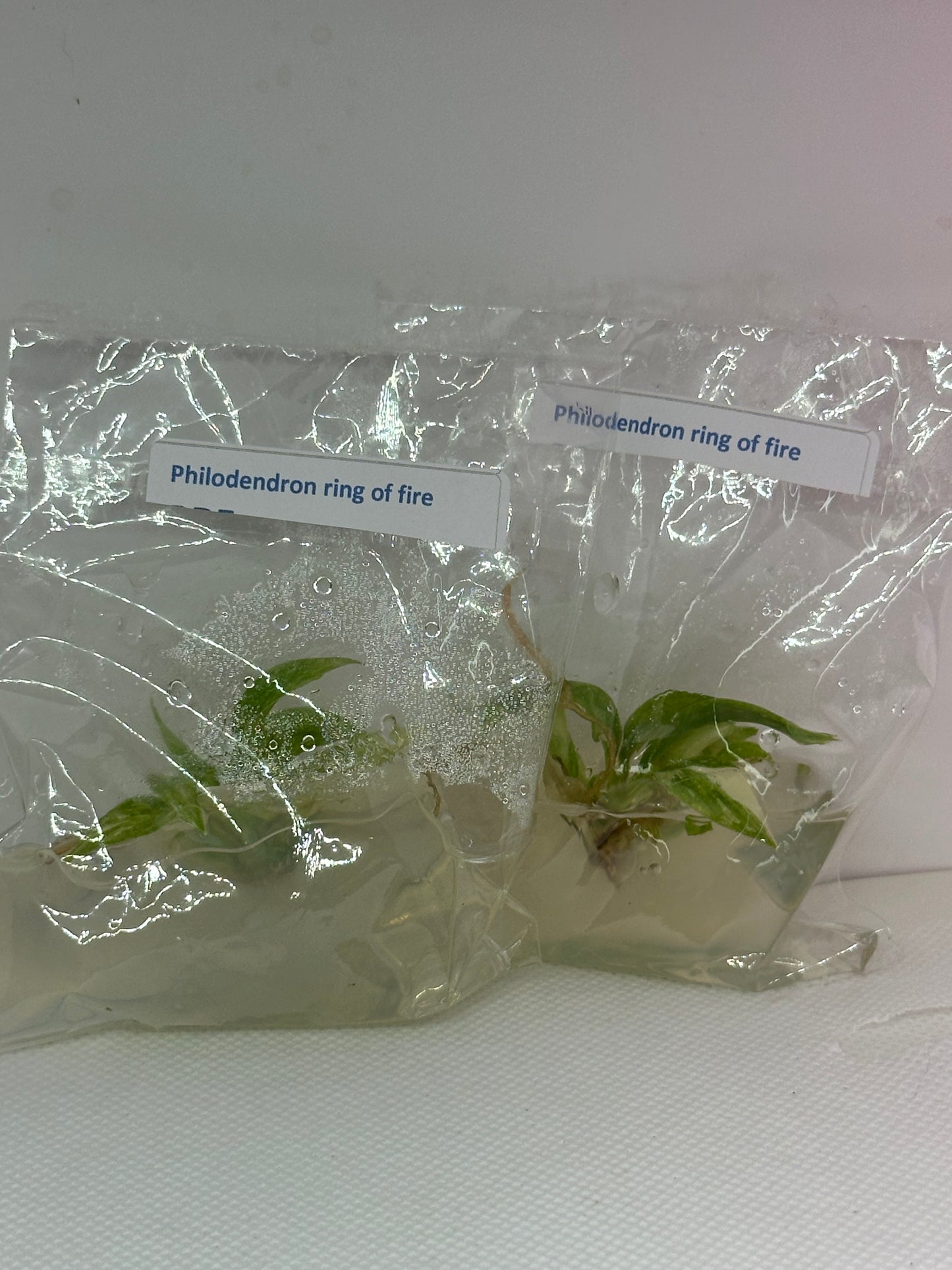 Philodendron ring of fire - 1 tissue culture plant