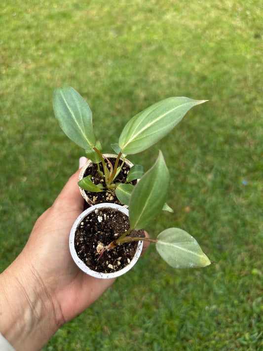 Philodendron gloriosum