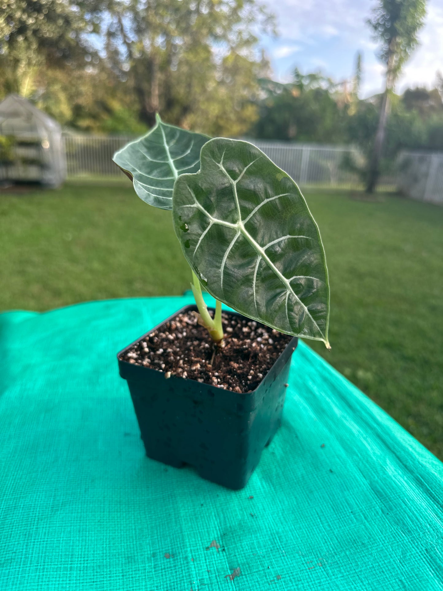 Alocasia watsoniana (4 in)