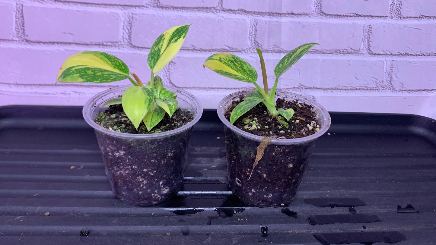 philodendron green congo hybrid Philodendron green congo hybrid (2in) – The House Jungle