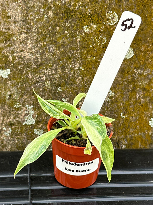 Philodendron Jose buono (4In)