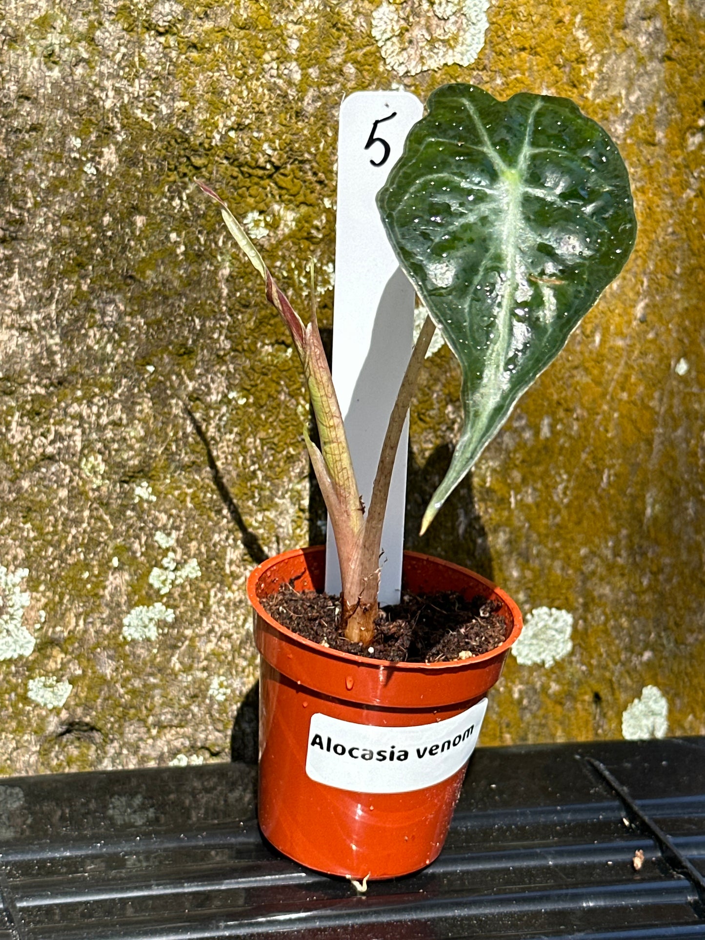 Alocasia venom (2in)