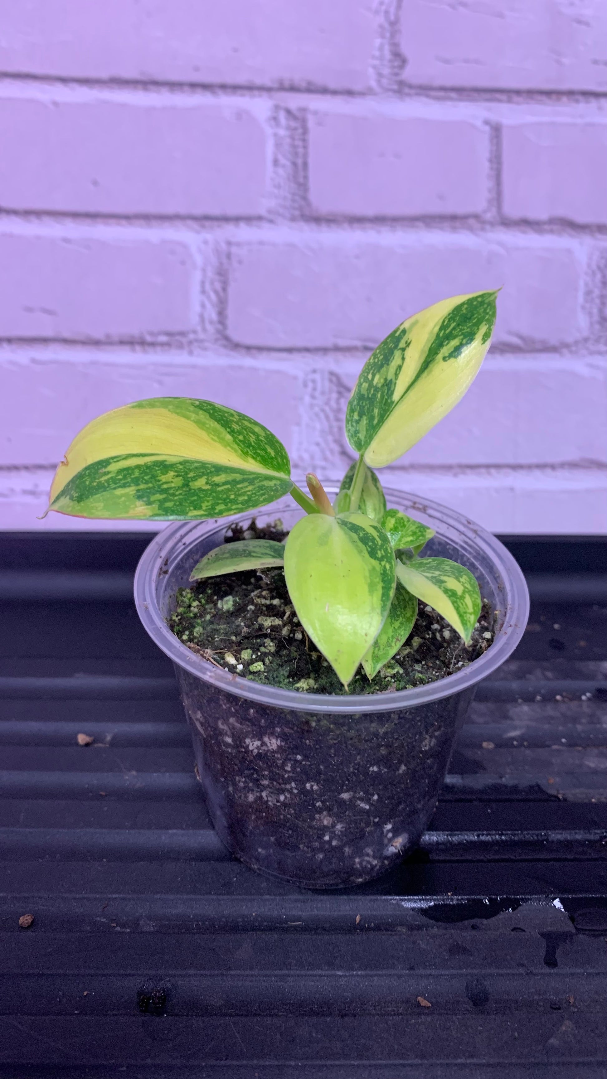 purple congo philodendron Philodendron green congo hybrid (2in) – The House Jungle