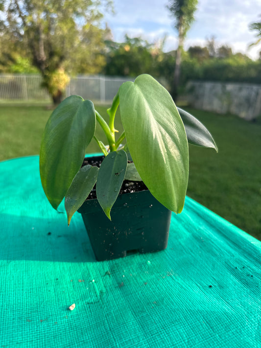 Philodendron bipennifolium (4in)