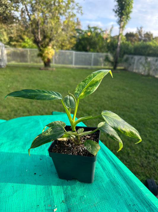 Philodendron domesticum var ( 4in)