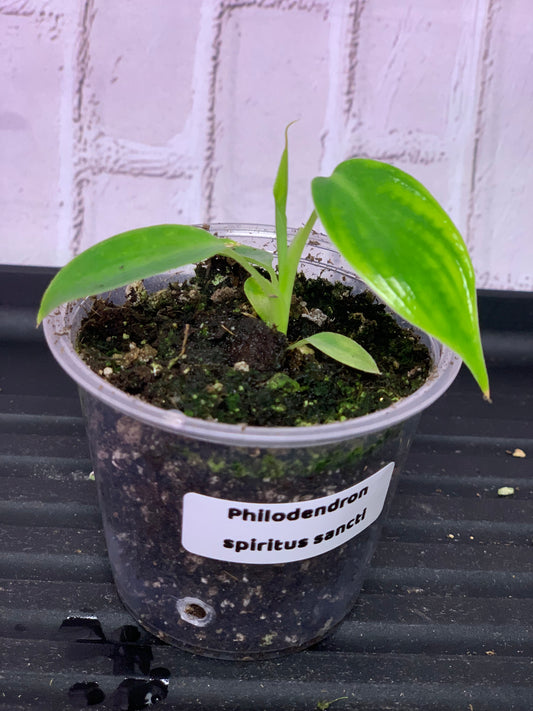 Philodendron spiritus sancti (2in)