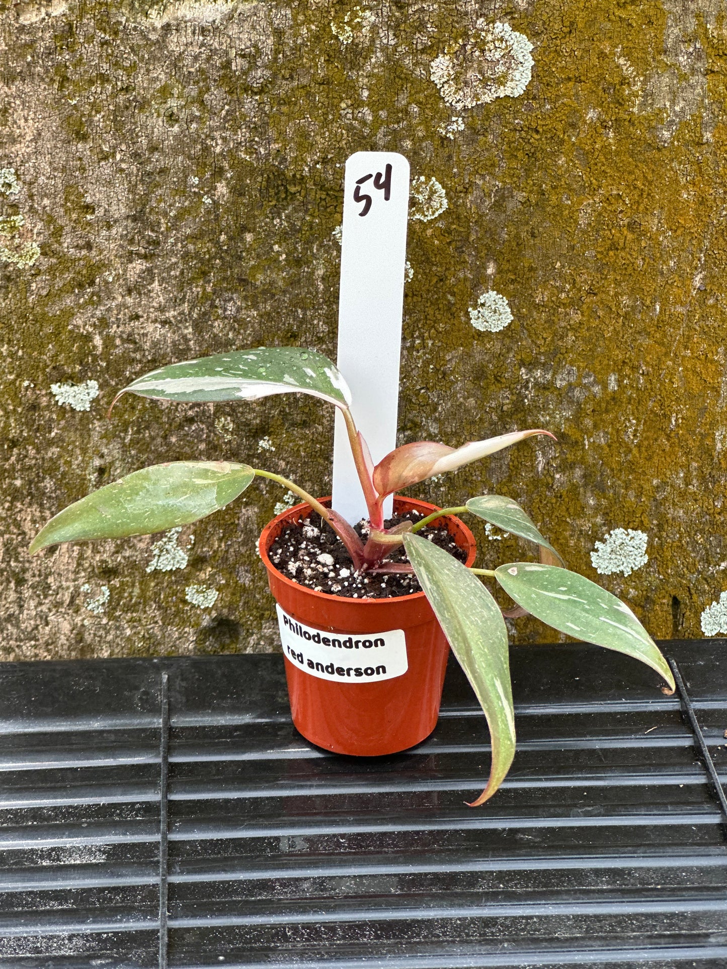 Philodendron red anderson marble (2in)