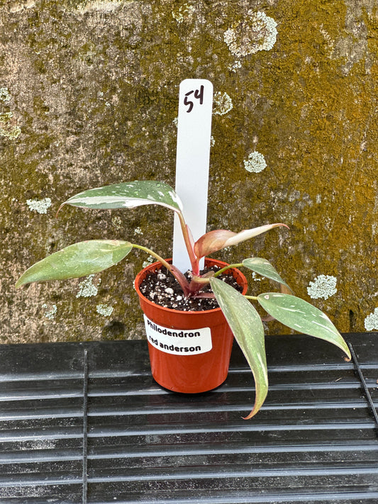Philodendron red anderson marble (2in)