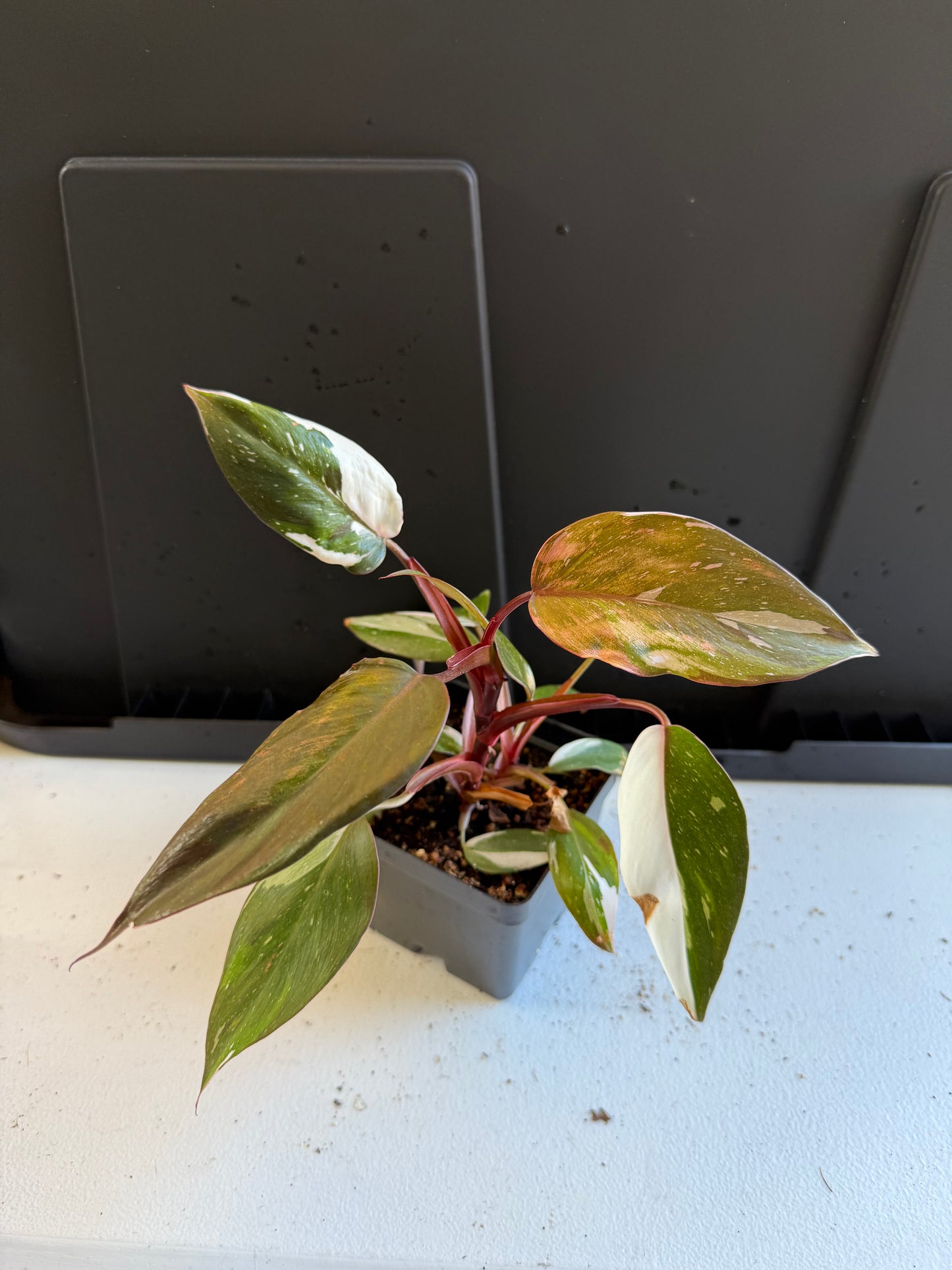 Philodendron red anderson (4In)