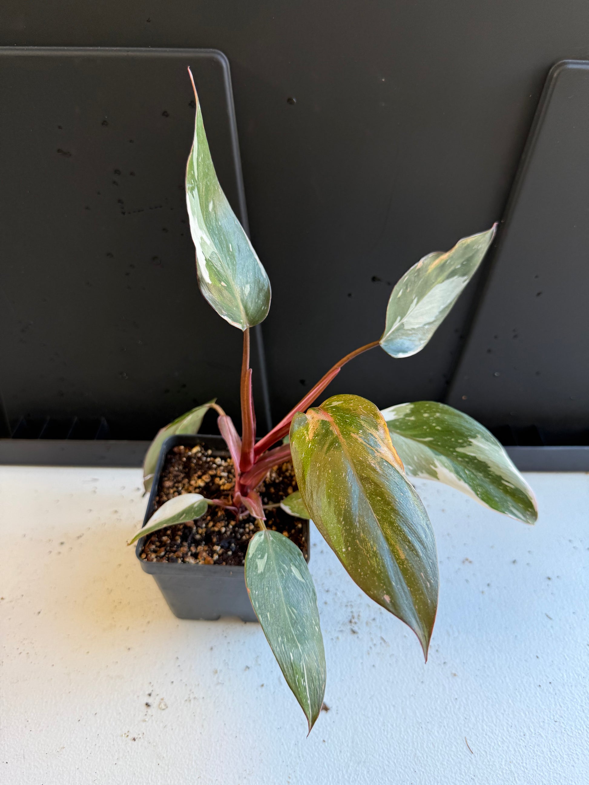 red anderson philodendron for sale Philodendron red anderson (4In) – The House Jungle