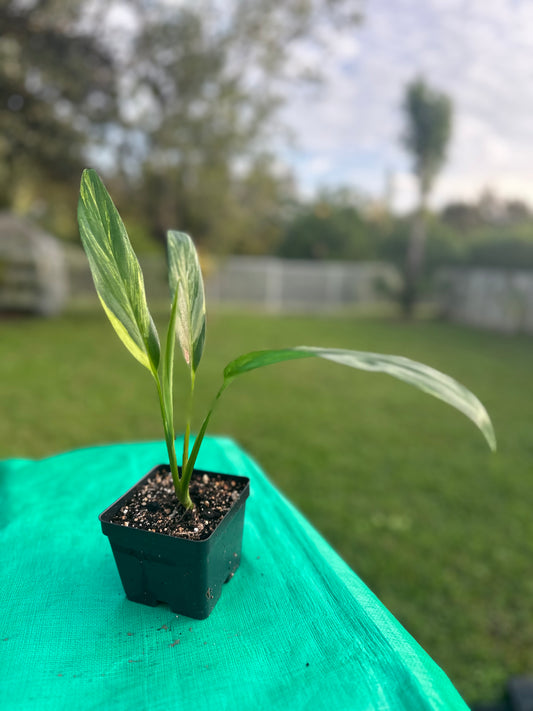 Epipremnum amplissimum variegated (4in)