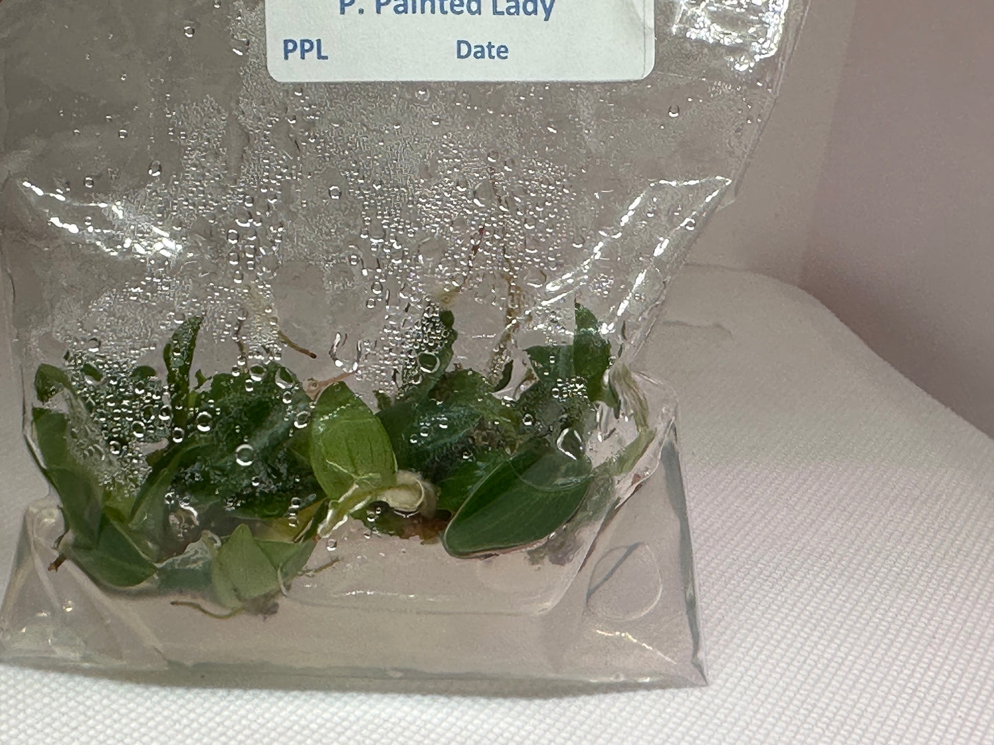 Philodendron painted lady - 5 tissue culture plantlets