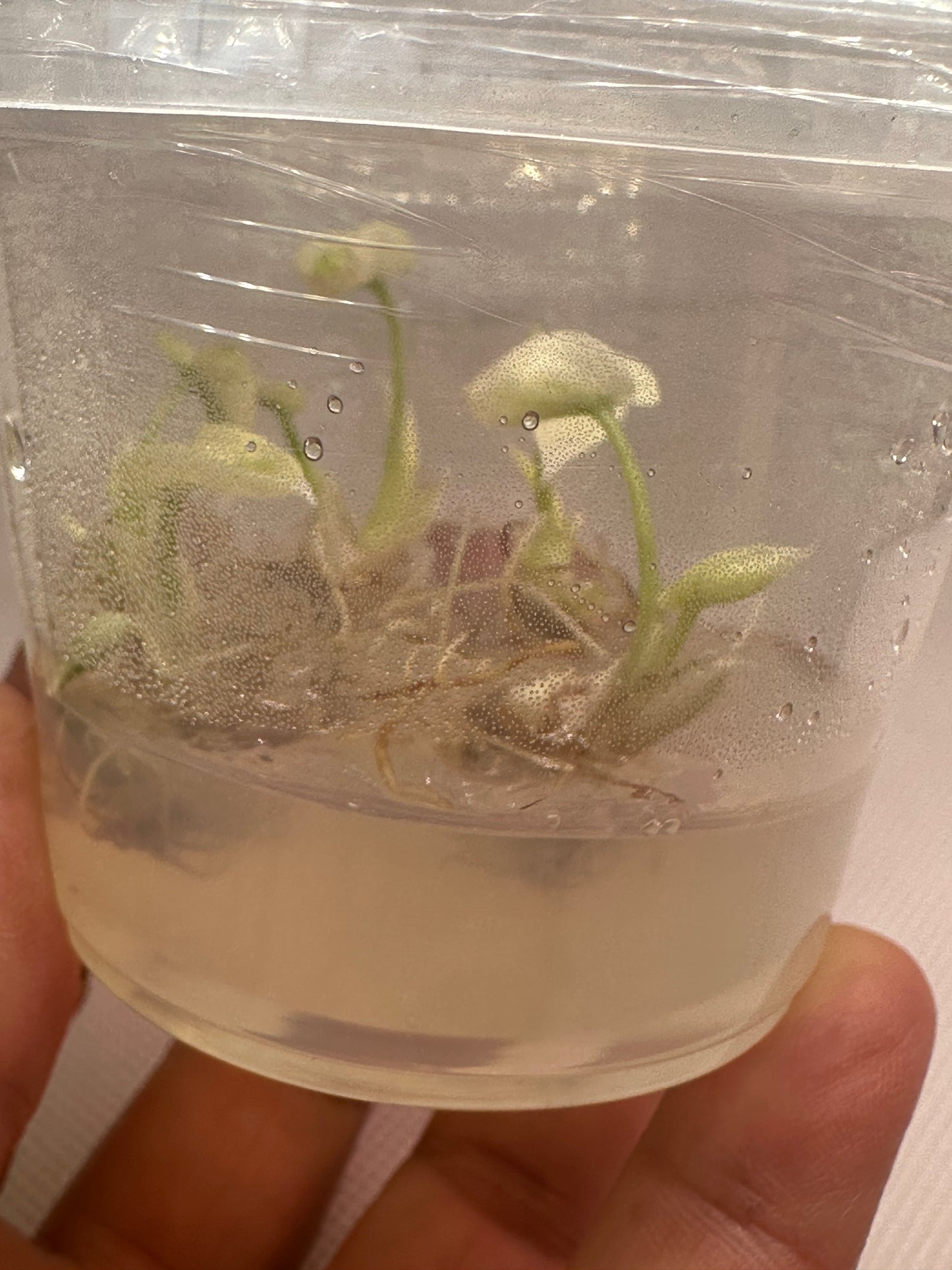 Alocasia ninja albo - 5 tissue culture plantlets