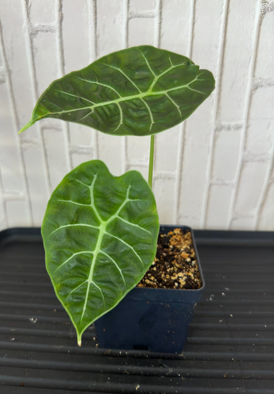 Alocasia watsoniana (4”)