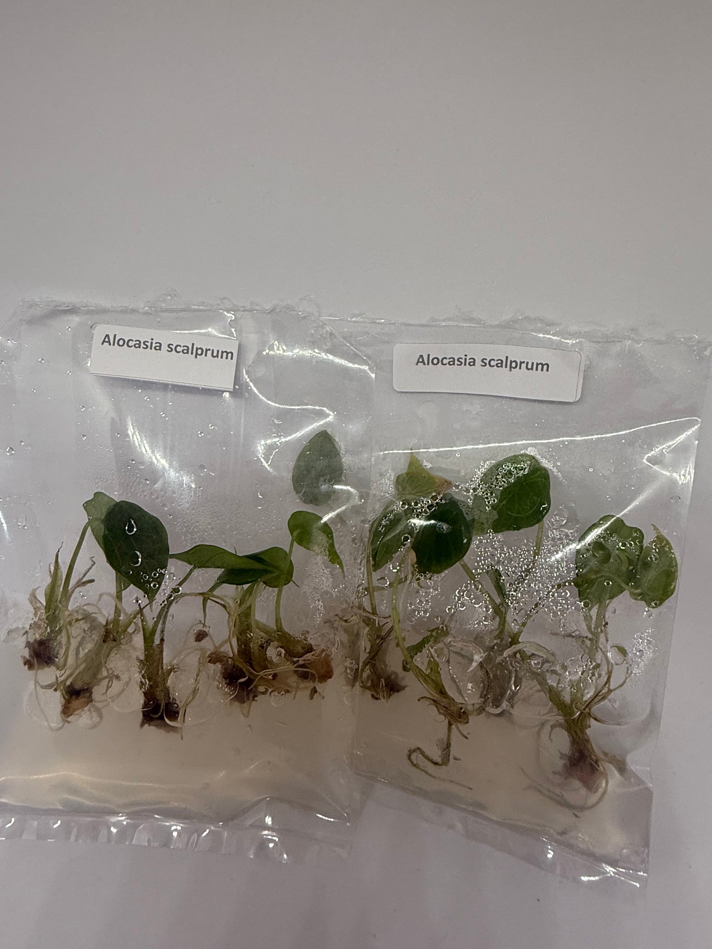 Alocasia scalprum - 5 tissue culture plantlets